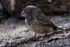 Vegetarian Finch - Fringuello arboricolo beccogrosso, Platyspiza crassirostris