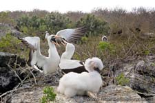 Nazca Booby - Sula di Nazca, Sula granti