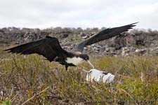 Great Frigatebird - Fregata maggiore, Fregata minor