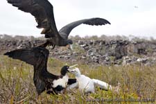 Great Frigatebird - Fregata maggiore, Fregata minor