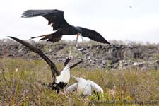 Great Frigatebird - Fregata maggiore, Fregata minor