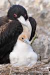 Great Frigatebird - Fregata maggiore, Fregata minor