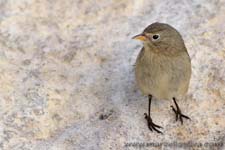 Willow Warbler - Lu grosso, Phylloscopus trochilus