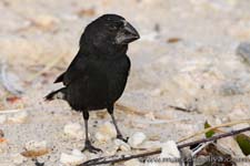 Large Ground Finch - Fringuello terricolo grosso , Geospiza magnirostris