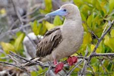 Red-footed Booby - Sula dai piedi rossi, Sula sula