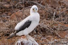 Nazca Booby - Sula di Nazca, Sula granti