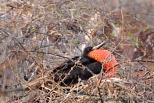 Great Frigatebird - Fregata maggiore, Fregata minor