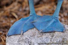 Blue footed booby - Sula dai piedi azzurri, Sula nebouxii