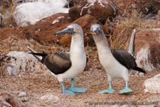 Blue footed booby - Sula dai piedi azzurri, Sula nebouxii