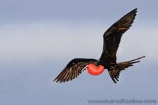 Great Frigatebird - Fregata maggiore, Fregata minor