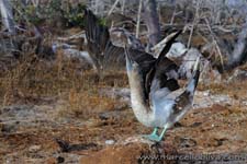 Blue footed booby - Sula dai piedi azzurri, Sula nebouxii