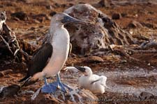 Blue footed booby - Sula dai piedi azzurri, Sula nebouxii