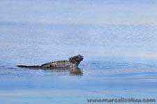 Marine Iguana - Iguana marina, Amblyrhynchus cristatus