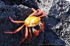 Sally Lightfoot crab, Grapsus grapsus