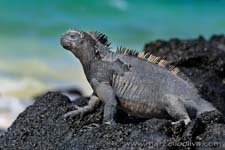 Marine Iguana - Iguana marina, Amblyrhynchus cristatus