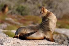 Sea lion - Leone marino, Zalophus wollebaeki