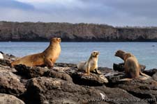 Sea lion - Leone marino, Zalophus wollebaeki