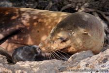 Sea lion - Leone marino, Zalophus wollebaeki