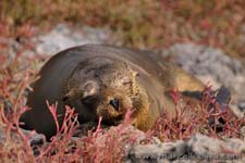 Sea lion - Leone marino, Zalophus wollebaeki