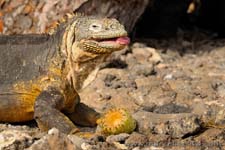 Galapgos Land Iguana - Iguana di terra, Conolophus subcristatus