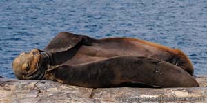 Sea lion - Leone marino, Zalophus wollebaeki