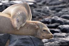 Sea lion - Leone marino, Zalophus wollebaeki