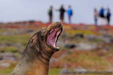 Sea lion - Leone marino, Zalophus wollebaeki