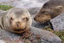 Sea lion - Leone marino, Zalophus wollebaeki