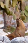 Sea lion - Leone marino, Zalophus wollebaeki