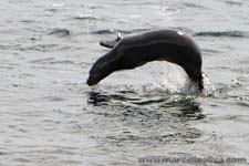 Sea lion - Leone marino, Zalophus wollebaeki