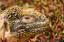 Galapgos Land Iguana - Iguana di terra, Conolophus subcristatus