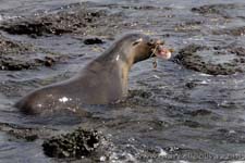 Sea lion - Leone marino, Zalophus wollebaeki