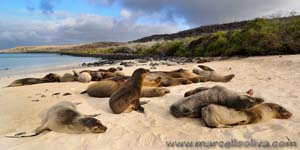 Sea lion - Leone marino, Zalophus wollebaeki