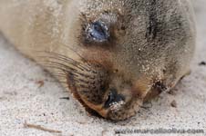 Sea lion - Leone marino, Zalophus wollebaeki