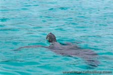 Pacific green turtle - Tartaruga marina, Chelonia mydas agassisi