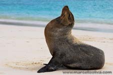 Sea lion - Leone marino, Zalophus wollebaeki