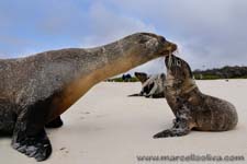 Sea lion - Leone marino, Zalophus wollebaeki