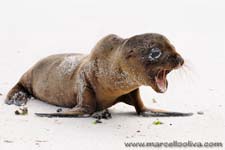 Sea lion - Leone marino, Zalophus wollebaeki