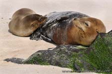 Sea lion - Leone marino, Zalophus wollebaeki