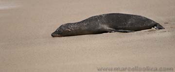 Sea lion - Leone marino, Zalophus wollebaeki