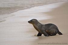 Sea lion - Leone marino, Zalophus wollebaeki