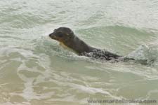 Sea lion - Leone marino, Zalophus wollebaeki