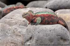 Chrismas iguana - Marine iguana, Amblyrhynchus cristatus