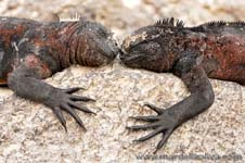 Chrismas iguana - Marine iguana, Amblyrhynchus cristatus