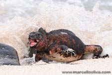 Chrismas iguana - Marine iguana, Amblyrhynchus cristatus