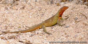 Lava lizard - Lucertola, Tropidurus