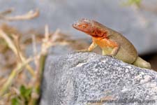 Lava lizard - Lucertola, Tropidurus