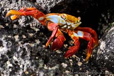 Sally Lightfoot crab, Grapsus grapsus