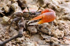 Little land crab - help me to find the right name
