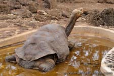 Lonesome George, the last one - Lonesome George, l'ultimo della sua specie, Geochelone elephantopus abingdoni